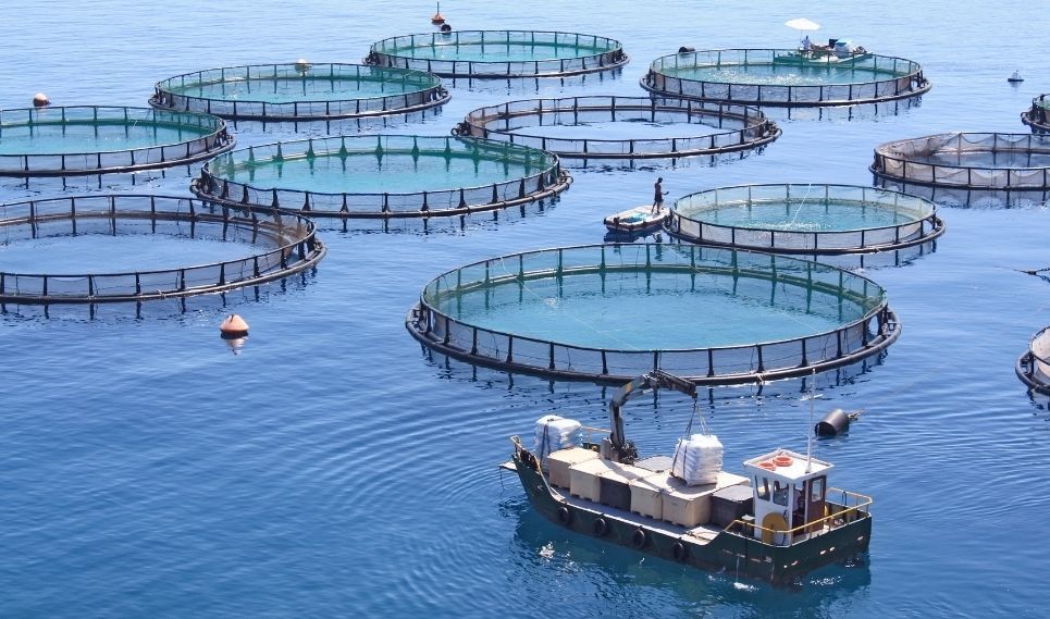 “La importancia de los sectores pesqueros y acuícolas en las ELECCIONES EUROPEAS”