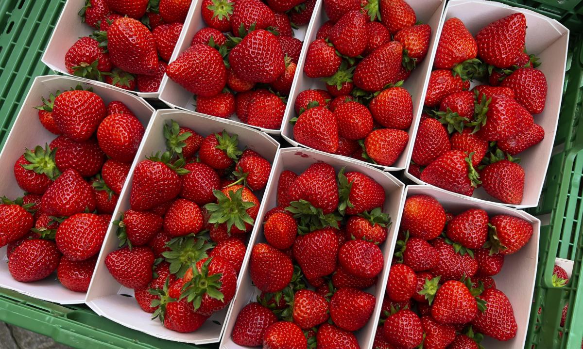 Pregunta parlamentaria sobre la alerta sanitaria por presencia de hepatitis A en fresas procedentes de Marruecos