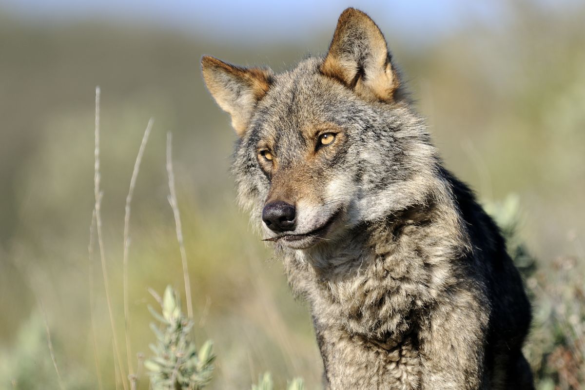 Aprobada en el Parlamento Europeo la rebaja en la protección del lobo y por tanto atendidas las demandas de los ganaderos españoles y europeos – 12 de mayo de 2025