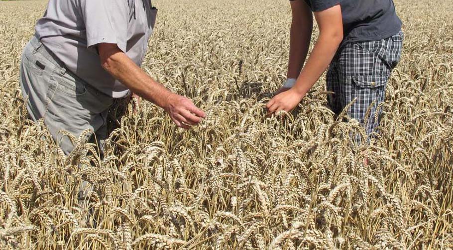 Consulta sobre la estrategia de relevo generacional