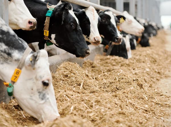 NORMATIVA EN DEBATE – Seguridad de los alimentos y los piensos simplificación ómnibus – Cuarto trimestre 2025